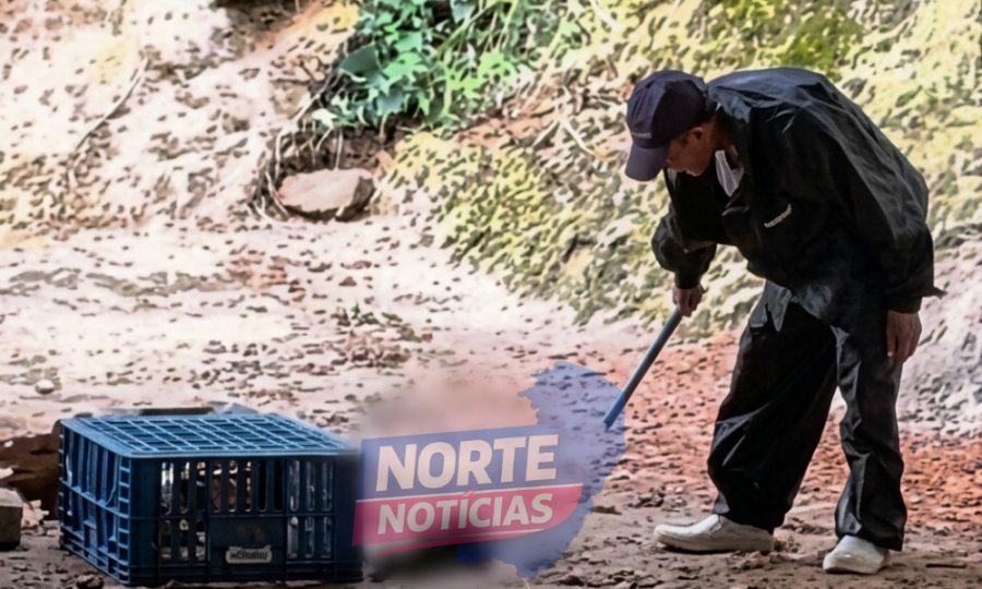 Homem é preso por matar gatos a pauladas em granja de Marechal Floriano