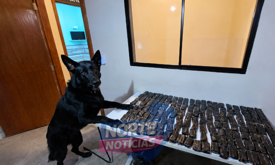 Polícia Militar apreende 20 quilos de haxixe avaliados em R$ 784 mil