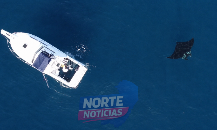 Raia-jamanta de quase 6 metros é flagrada durante pesquisa científica no litoral de Guarapari