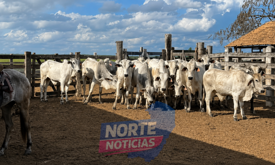 Polícia prende suspeito de furtar rebanho milionário em fazenda de Montanha